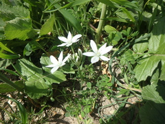 Ornithogalum woronowii