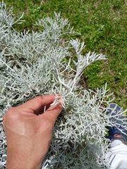 Senecio leucostachys