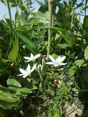 Ornithogalum woronowii