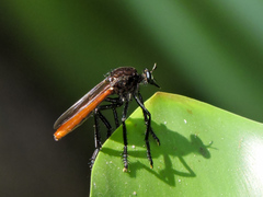 Archilestris magnificus