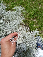 Senecio leucostachys