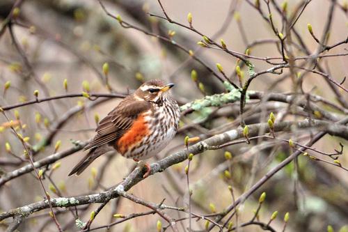 Zorzal alirrojo (Turdus iliacus)