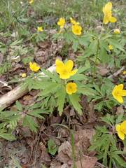 Anemonoides ranunculoides