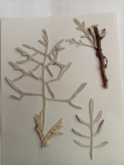 Senecio leucostachys