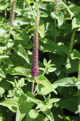 Teucrium hircanicum