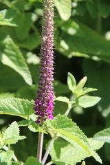Teucrium hircanicum