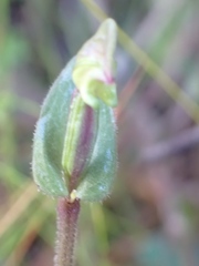Disperis macowanii