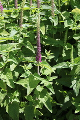 Teucrium hircanicum