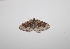 Xanthorhoe spadicearia