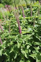 Teucrium hircanicum