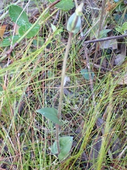 Disperis macowanii