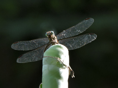 Phyllogomphoides