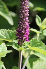Teucrium hircanicum