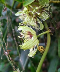 Passiflora ferruginea