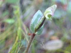 Disperis macowanii