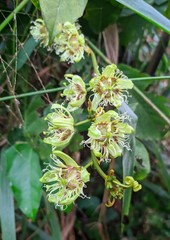 Passiflora ferruginea
