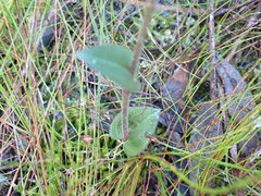 Disperis macowanii