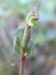 Disperis macowanii