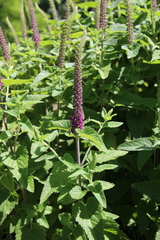Teucrium hircanicum