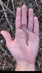 Scelotes bidigittatus