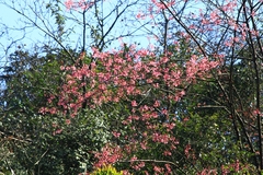 Prunus serrulata