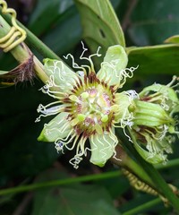 Passiflora ferruginea