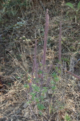 Teucrium hircanicum