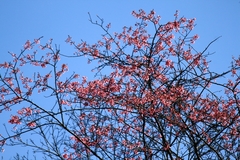 Prunus serrulata