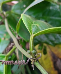 Passiflora ferruginea