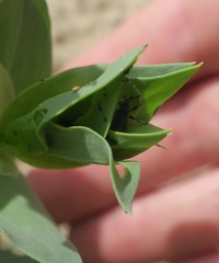 Mecinus janthiniformis