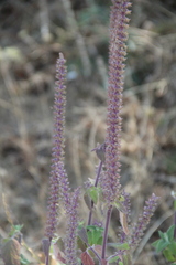 Teucrium hircanicum