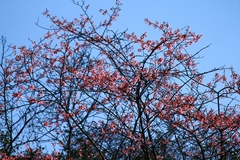 Prunus serrulata