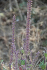 Teucrium hircanicum