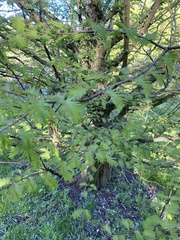 Metasequoia