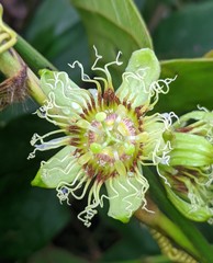 Passiflora ferruginea