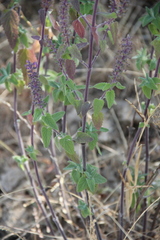 Teucrium hircanicum