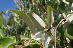 Croton gratissimus image