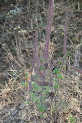 Teucrium hircanicum