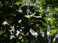 Coffea liberica