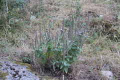 Teucrium hircanicum