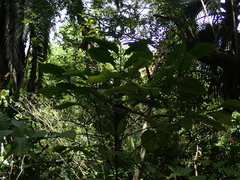 Coffea liberica