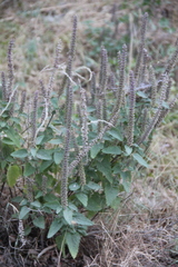 Teucrium hircanicum