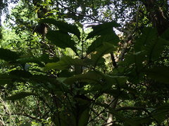 Coffea liberica