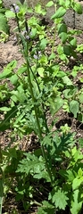 Verbena runyonii