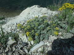 Odontarrhena obtusifolia