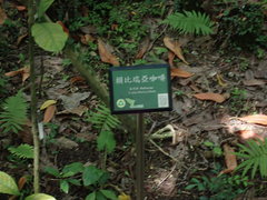 Coffea liberica