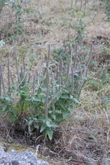 Teucrium hircanicum