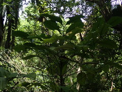 Coffea liberica