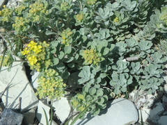 Odontarrhena obtusifolia