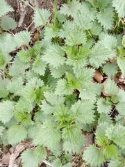 Urtica dioica